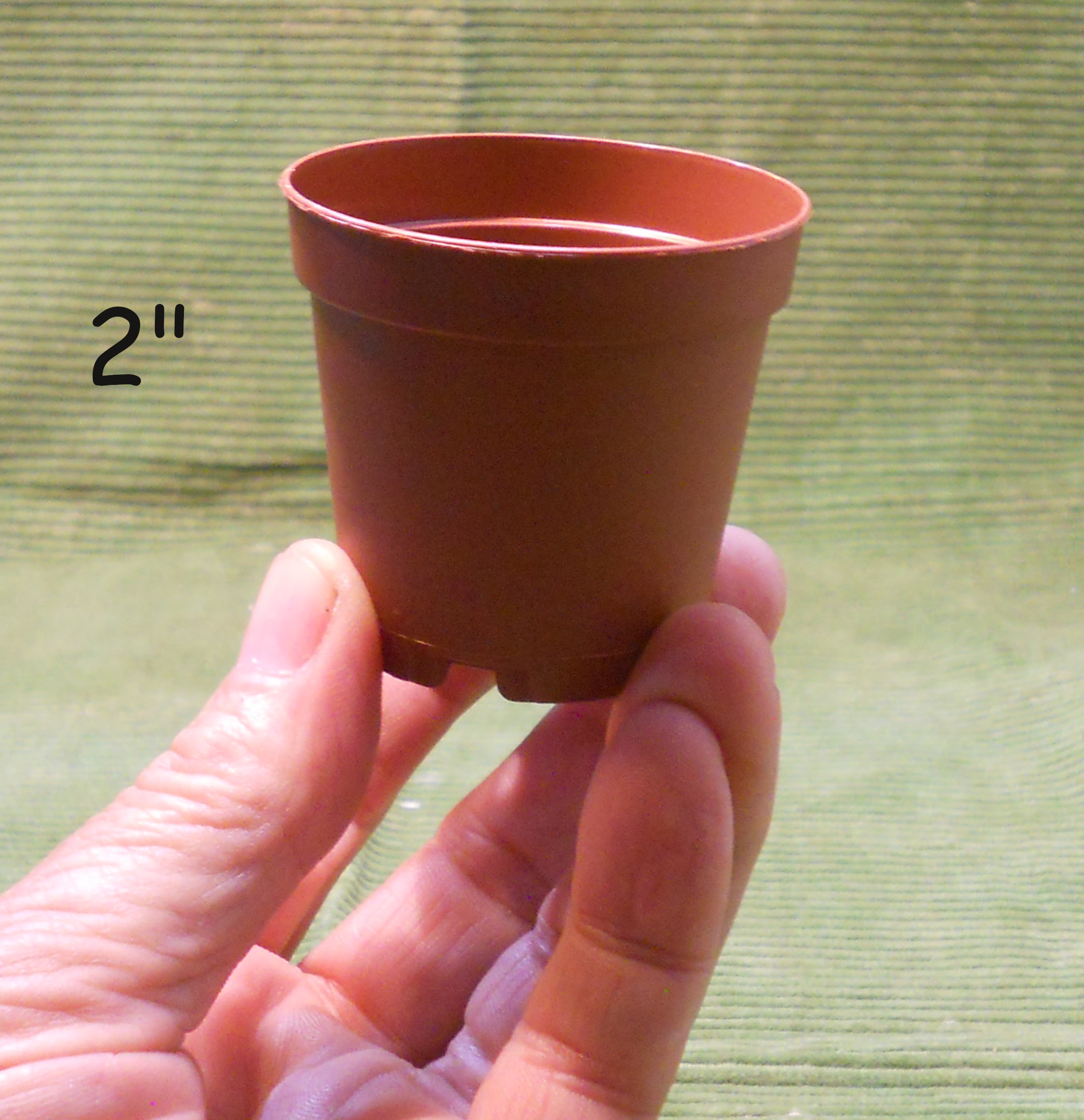 2 inch brow pot in hand